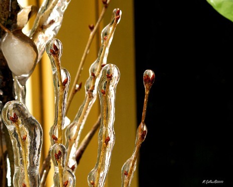 Psychosomatik Pflanze in Eis eingeschlossen