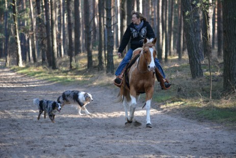Ausritt mit Painthorse und zwei Australian Shepherds Painthorse und Aussies